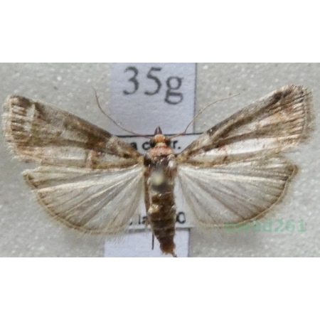 Acrobasis sodalella Zeller, 1848 Czech35g